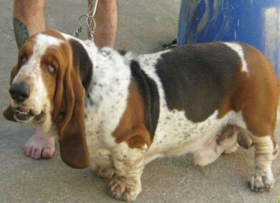 dogs_have_evolved