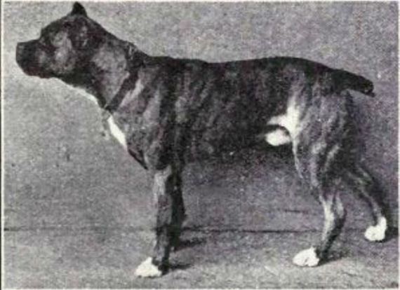 dogs_have_evolved