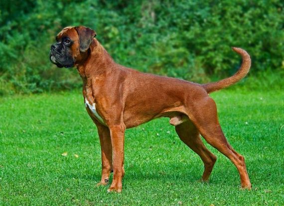 dogs_have_evolved