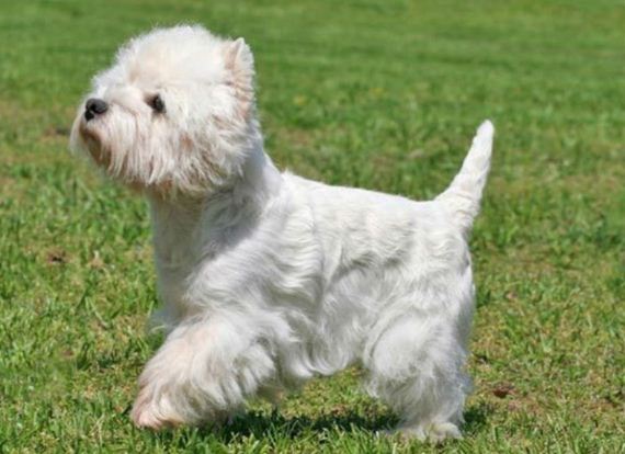 dogs_have_evolved