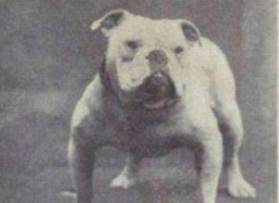 dogs_have_evolved