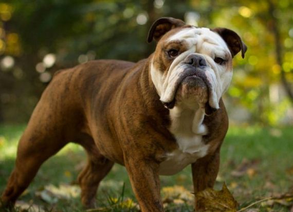 dogs_have_evolved
