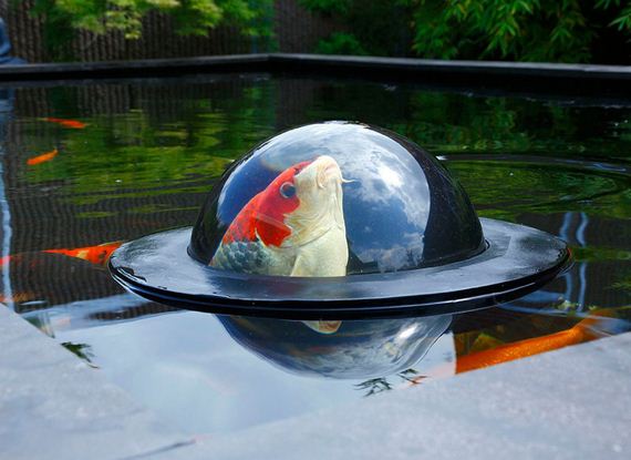 dome-fish-floating