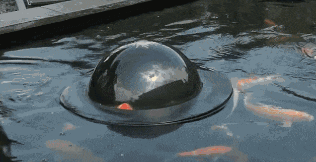 dome-fish-floating