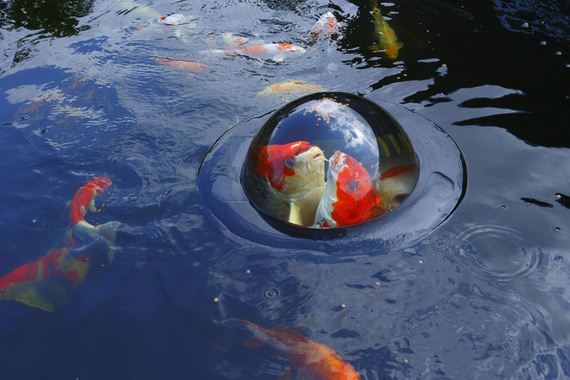 dome-fish-floating