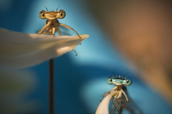 dragonfly-photography