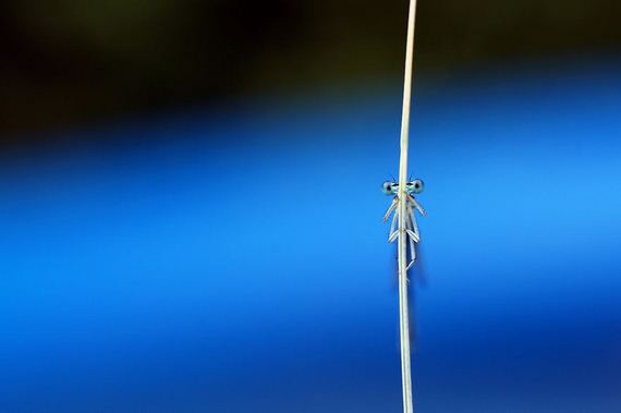 dragonfly-photography