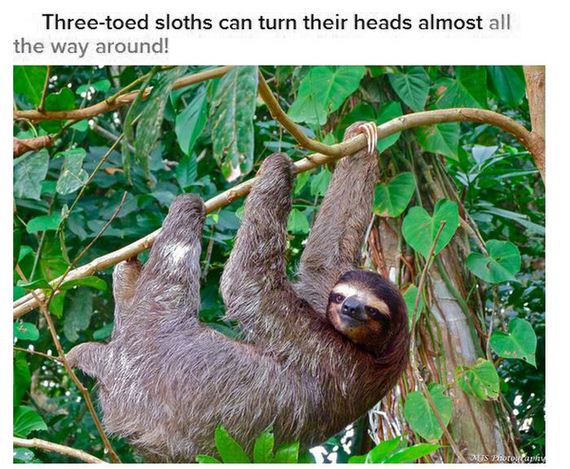 facts_about_sloths