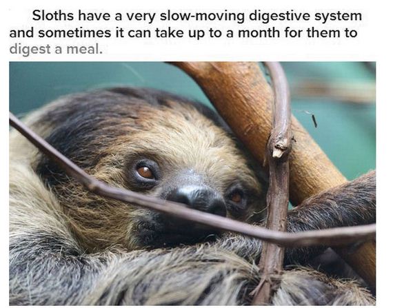 facts_about_sloths