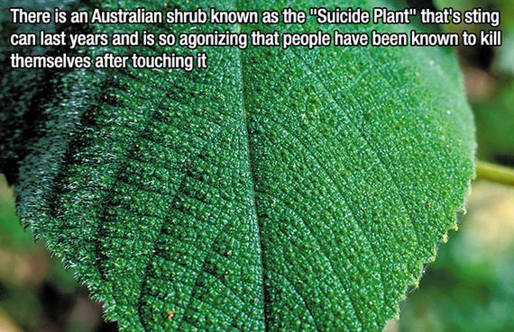 fascinating_facts-7