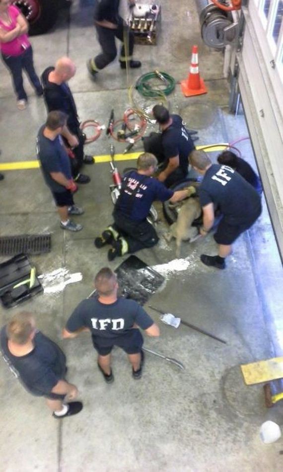 firefighters_rescued_the_dog