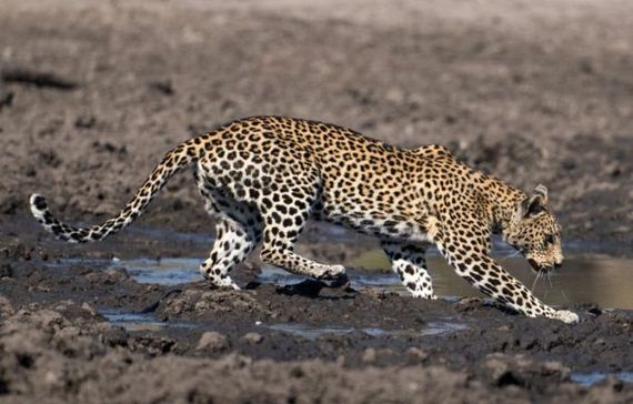 fishing_leopard