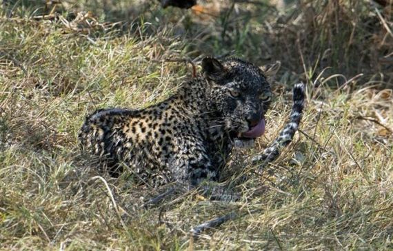 fishing_leopard