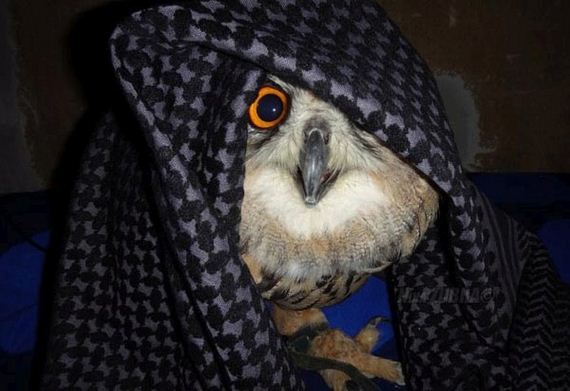 fun_owl