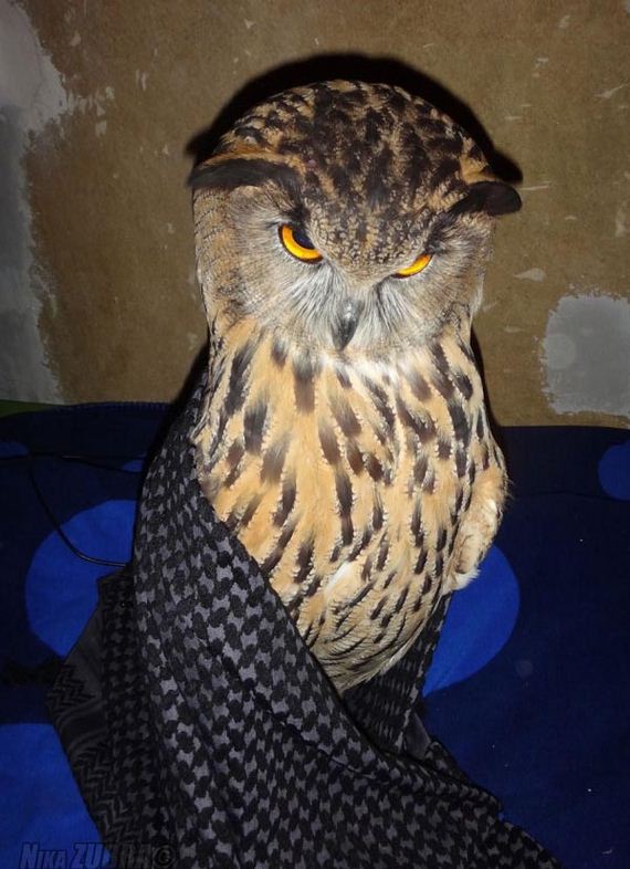 fun_owl