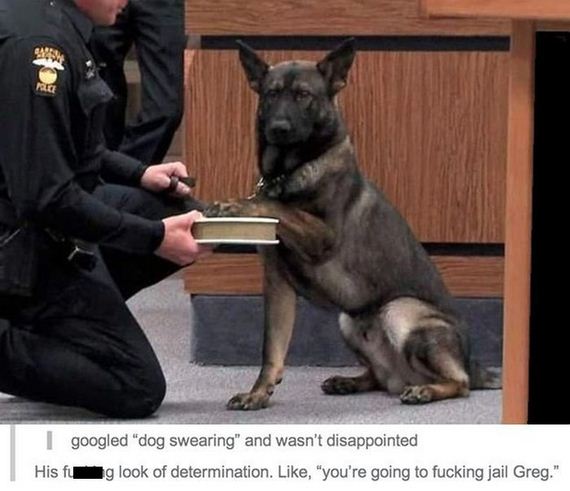 funniest_tumblr