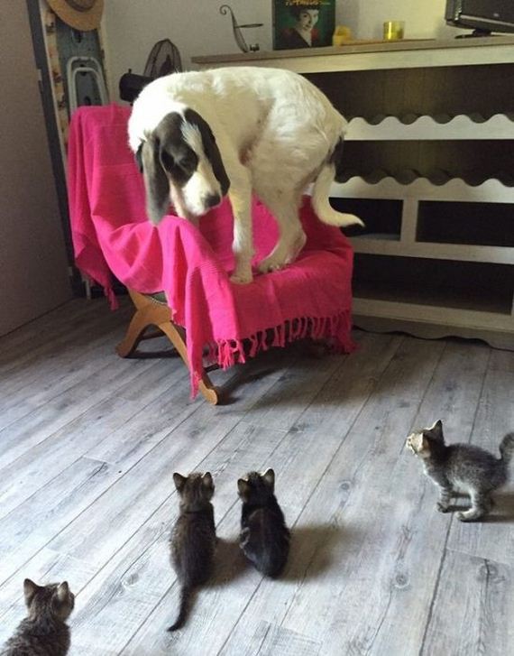 funny-pictures-1000