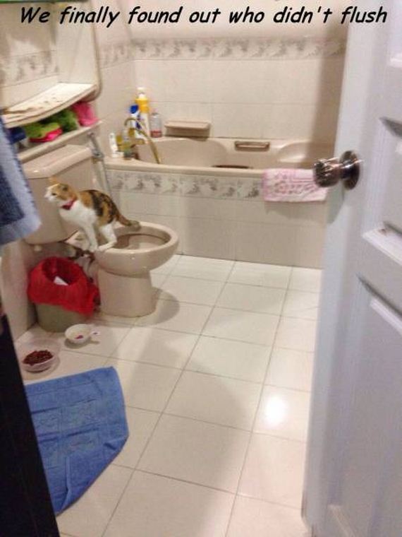 funny-pictures-1000