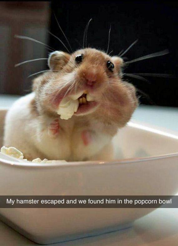 funny-pictures-1000
