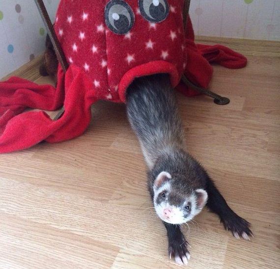 funny-pictures-1001