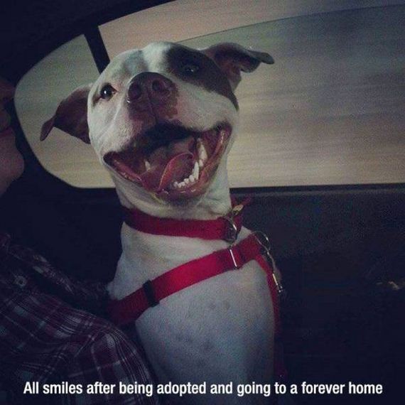 funny-pictures-1001