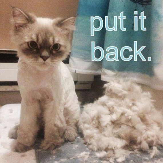 funny-pictures-1002