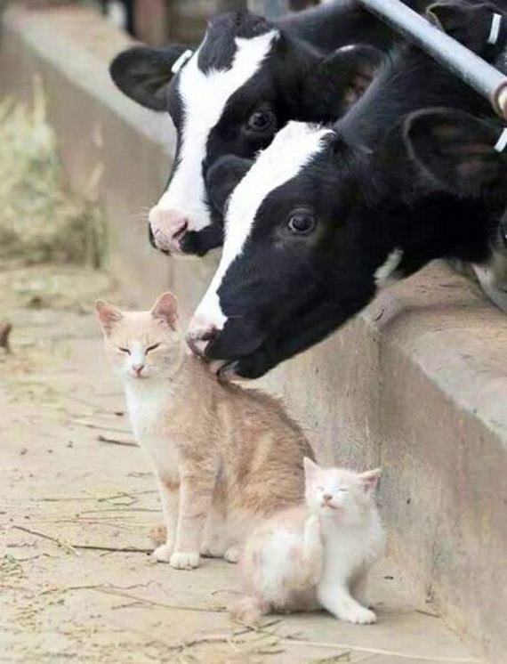 funny-pictures-1006