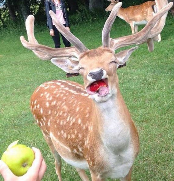 funny-pictures-1006