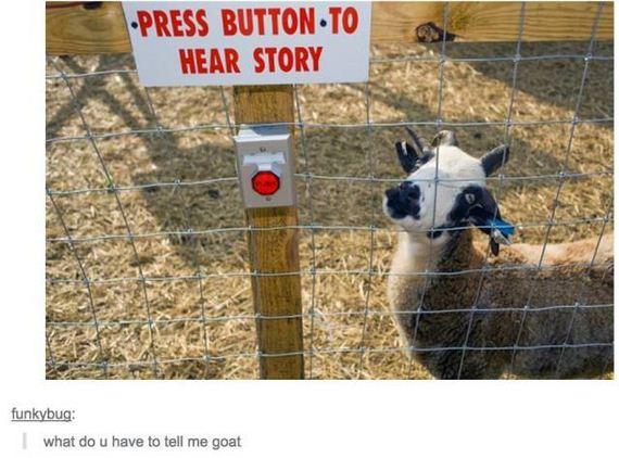 funny-pictures-1007