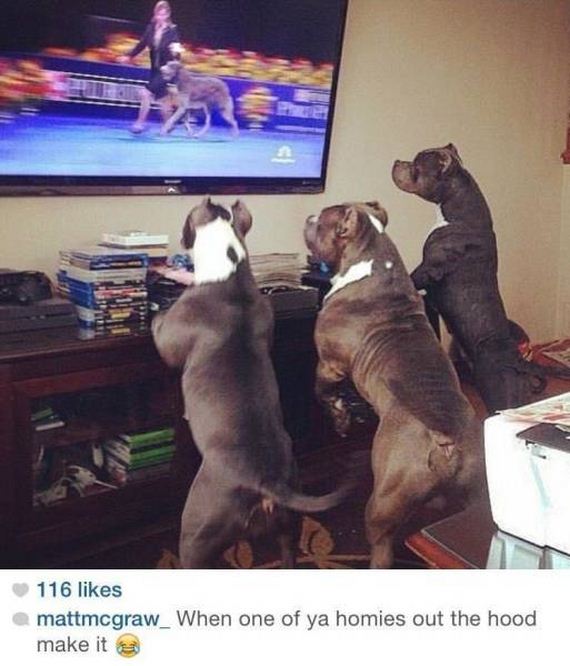 funny-pictures-1008