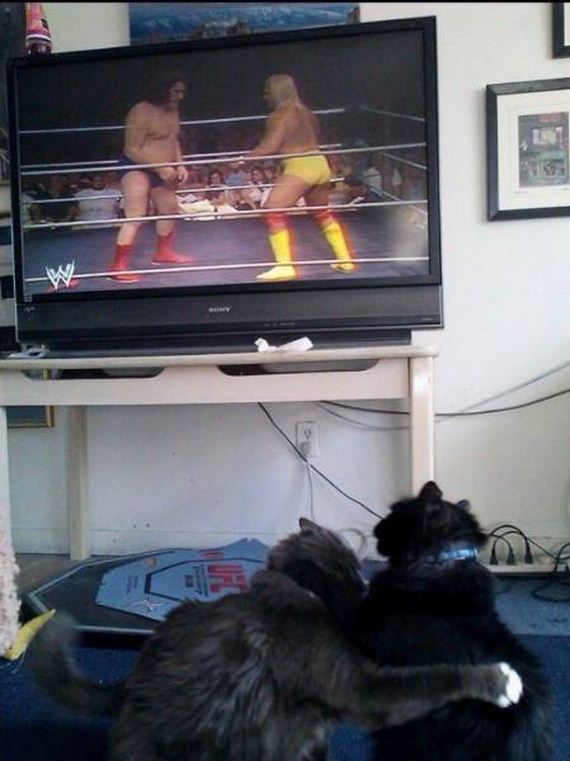 funny-pictures-1008