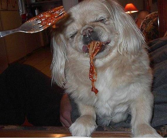 funny-pictures-1009