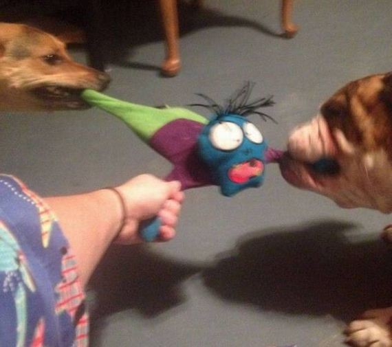 funny-pictures-1009