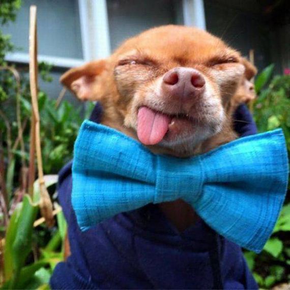 funny-pictures-1009