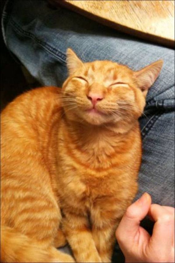 funny-pictures-1011