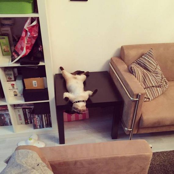 funny-pictures-1012