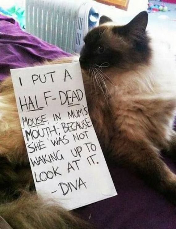 funny-pictures-1013