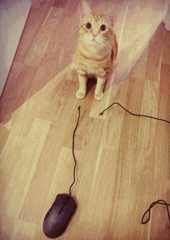 funny-pictures-1014