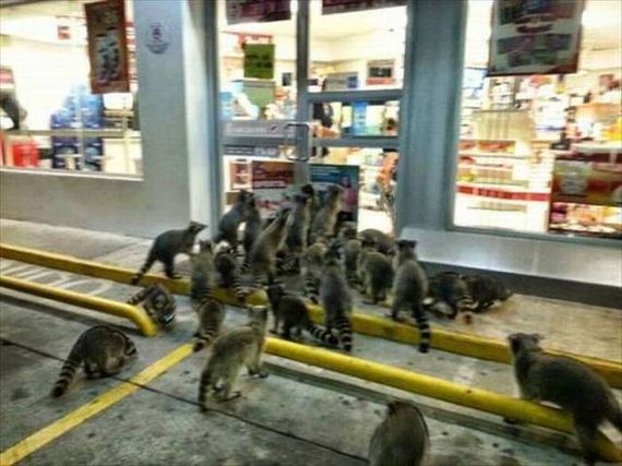 funny-pictures-1020