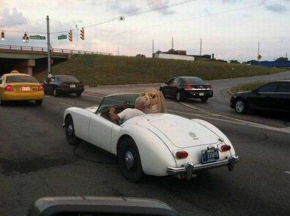 funny-pictures-1020
