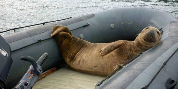 funny-pictures-1020