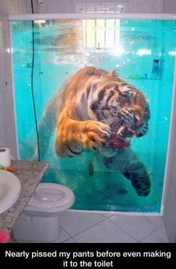 funny-pictures-1020