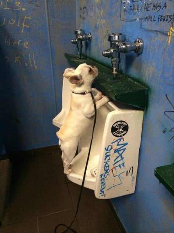 funny-pictures-1020
