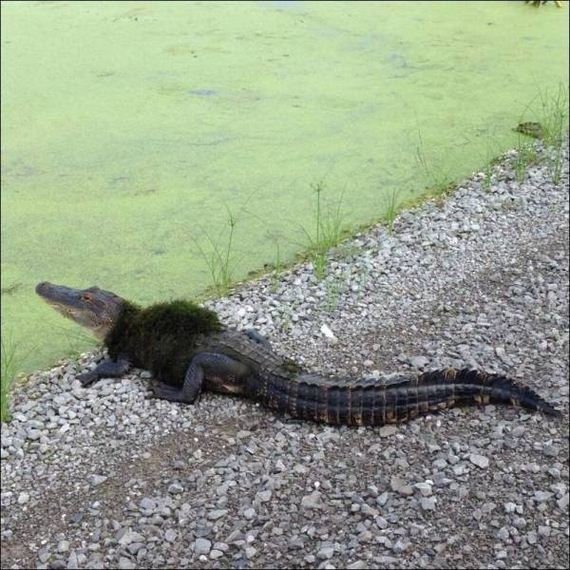 funny-pictures-1020