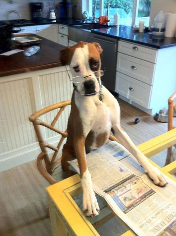 funny-pictures-1020
