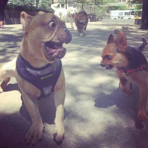 funny-pictures-1020