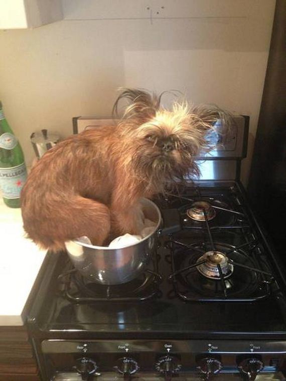 funny-pictures-1020