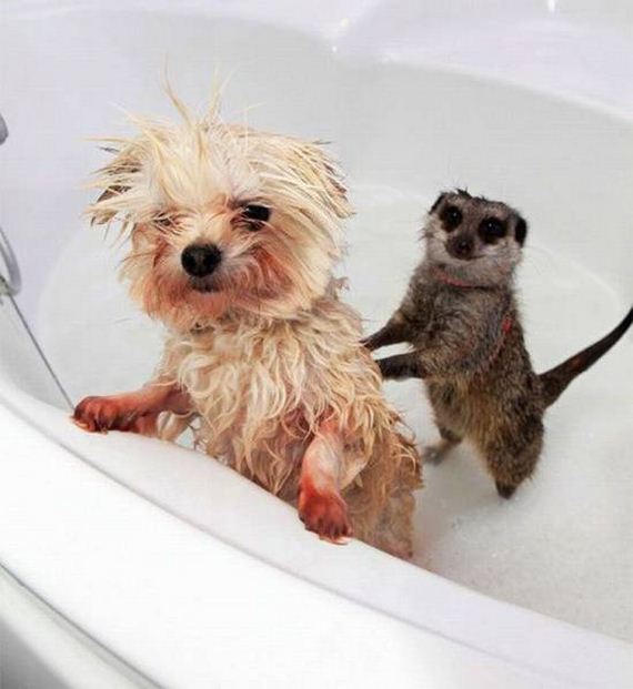 funny-pictures-1021