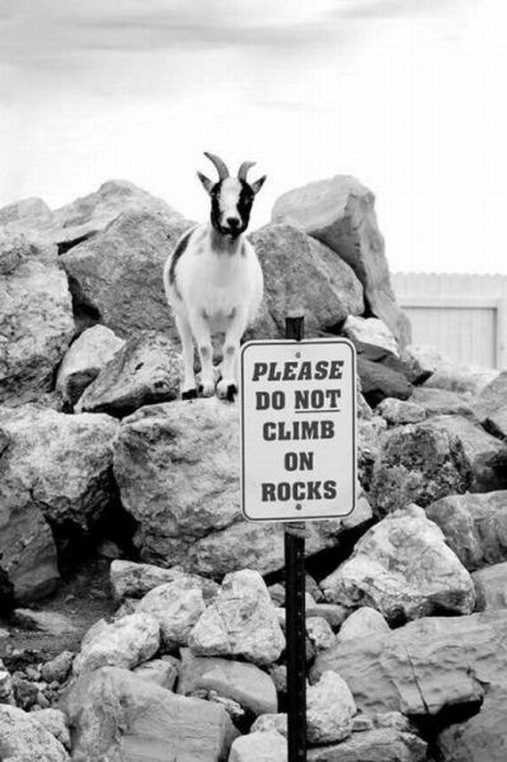 funny-pictures-1021