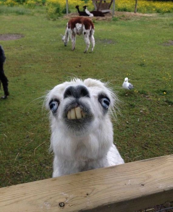 funny-pictures-1022